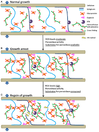 Maybe you would like to learn more about one of these? Frontiers Cell Wall Remodeling Under Abiotic Stress Plant Science