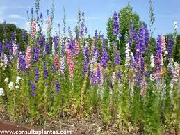 Delphinium Elatum O Espuela De Caballero Cuidados