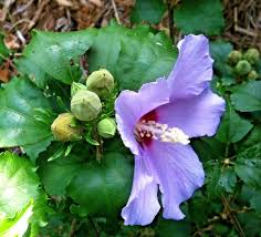 Image result for Hibiscus engleri