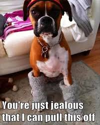 To Be Fashionable You Sometimes Have To Be Brave Cute Dog Fashion Clothes Clothing Socks Funny Lol Meme Boxer Dogs Funny Funny Animals Boxer Dogs