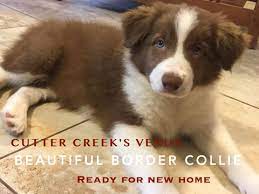 Border Collie Puppy For Sale In Wills Point Tx Adn 28457 On Puppyfinder Com Gender Fem Border Collie Puppies For Sale Border Collie Puppies Puppies For Sale
