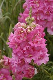 Antirrhinum Majus Double Azalea Pink Happiness Snapdragon Flowers Beautiful Flowers Flowers