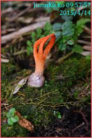 Image result for Pseudocolus schellenbergiae