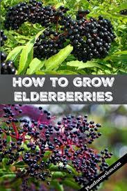 How To Grow Elderberries In Your Garden Elderberry Plant Elderberry Varieties Growing Fruit Trees