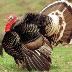 The average temperature is similar to that of. How Much Does A Turkey Weigh