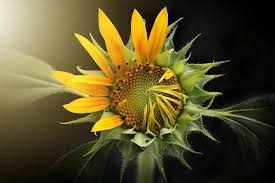 Peluang bisnis menanam bunga matahari. Bunga Matahari Yang Indah Steemit