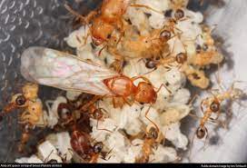 Pesticides to kill mice, rats, and other rodents can also harm humans (and pets). Ants Don T Have To Be A Bother Inside Get Rid Of Ants Naturally Metro