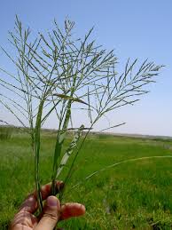 Image result for Leptochloa fusca