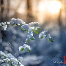 Beautiful good morning image with rose petals. Good Morning Snow Snow Billingsleyphotography Sunrise Flickr