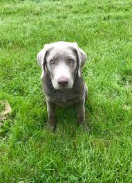 Check spelling or type a new query. Gandalf The Silver Lab Puppy 6 Months Old Lab Puppies Silver Lab Puppies Labrador Puppy