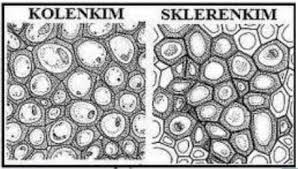 Jaringan Kolenkim Dan Sklerenkim Ciri Fungsi Gambar