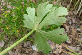 Image result for Ranunculus sceleratus