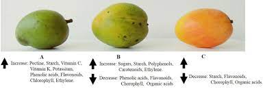 It can get you banned quickly. Frontiers Chemical Composition Of Mango Mangifera Indica L Fruit Nutritional And Phytochemical Compounds Plant Science