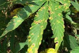 Kentucky Hemp Dealing With Septoria Leaf Spot Agfax