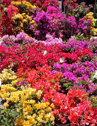 Bougainvillea Plants Beautiful Flowers Bougainvillea Plants