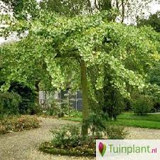 Japanse Notenboom Op Stam Tuinplanten Tuin Tuinieren