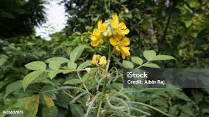 Image result for Senna hirsuta