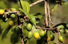 Image result for Mimusops zeyheri