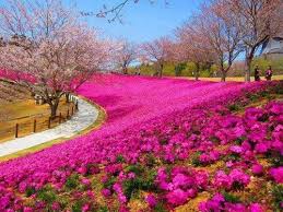 campo florido pesquisa google belos jardins lindas paisagens paisagem flores campo florido pesquisa google belos