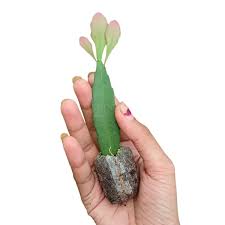 Image result for Euphorbia ramulosa