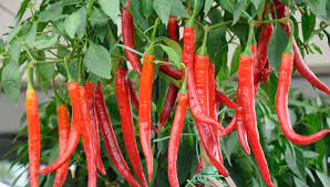 Cara tanam cabe rawit dan pemupukan, bertani cabe, cabe rawit di sawah, cabai rawit di polybag, semai biji benih untuk bibit rawit dan pengairan. Cara Budidaya Cabe Agar Berbuah Lebat Saprotan Utama