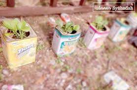 Tanam Sawi Dalam Tin Sekutjagung Jer Zaman Leni Buat Side Income Sahaja Tak Memadai Tanam Je Cabaiburung Terungbulat Kacangkelisa Kacan Blog Sugar Scrub