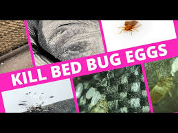 Image result for bed bugs eggs
