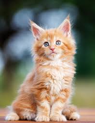 If you are thinking up maine coon cat names or ideas for male or female maine coon's it can sometimes be tricky to decide and pick just one. Maine Coon Cat Names Over 200 Brilliant Ideas For Naming Your Kitten