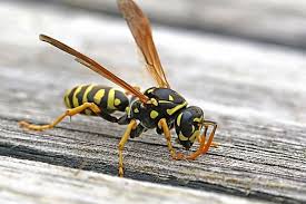 Dank Dieses Einfachen Tricks Bleiben Wespen Wirklich Fern In 2020 Essen Schnitzen Gemuseschnitzen Gulasch Rezepte