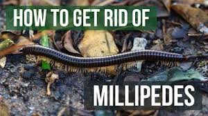 Millipedes do not sting or bite but can be considered unsightly for some people. How To Get Rid Of Millipedes 4 Easy Steps Youtube