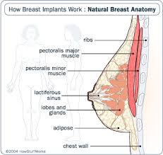 Anatomy Of A Breast How Breast Implants Work Howstuffworks