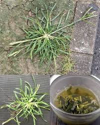 Image result for Eleusine