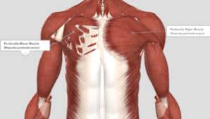 Pectoralis Muscles Pecs Nfl Blogr Pectoralis Muscles Gluteal Muscles Muscle
