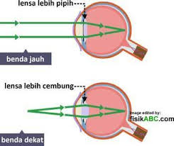 Apa Yang Dimaksud Daya Akomodasi Mata Brainly Co Id