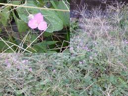 10月の雑草に混じって咲くピンクの花の名前を教えてください - 図鑑.jp