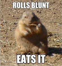 Funny Prairie Dog Meme