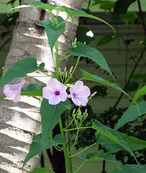 Image result for Ipomoea coscinosperma