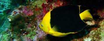 The coral beauty angelfish is one of the easiest angels to care for. Rock Beauty Angelfish Holacanthus Tricolor Species Profile Aquariumdomain Com