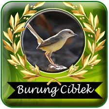 Suara ciblek kristal gacor dalam bentuk mp3 adalah cara yang mudah dan tepat bagi para penggemar kicau yang tidak ingin repot jikalau menggunakan burung asli. Kicau Burung Ciblek Pikat Mp3 Offline Google Play DÉ™ TÉ™tbiqlÉ™r