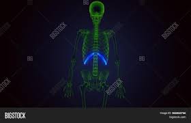 Thoracic cage is made up of bones and cartilage along, it consists of the 12 pairs of ribs with their costal cartilages and the sternum. 3d Render Human Image Photo Free Trial Bigstock