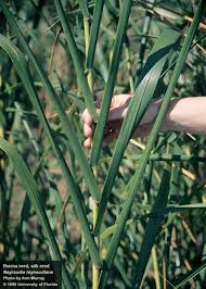 Image result for Nesaea rautanenii