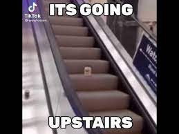 50 that escalated quickly memes ranked in order of popularity and relevancy. Mayonnaise On An Escalator It S Going Up Stairs So Seeya Later Tiktok Meme Youtube