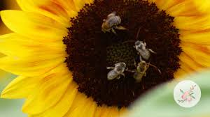 Maybe you would like to learn more about one of these? Jua Inca Sunflowers Growing Flowers From Seed Growing Sunflowers Gardening For Beginners Easy Youtube