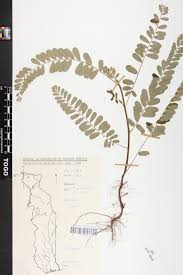 Image result for Phyllanthus odontadenius