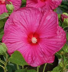 You may also be delaying next year's flowers. Hibiscus Moscheutos Pas490813 Luna Rose Havlis Cz