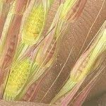 Image result for Thelepogon