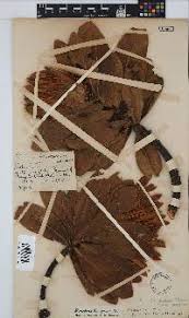 Image result for Orthochilus milnei