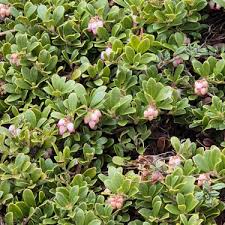 Image result for Erica lanceolifera