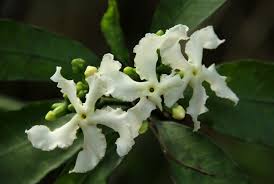 Image result for Tabernaemontana ventricosa