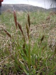 Image result for Anthoxanthum nivale